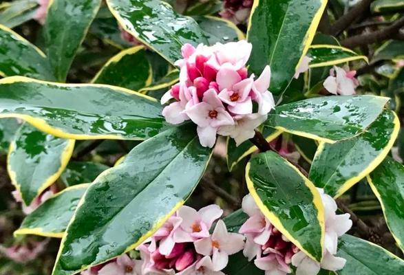 幽默的瑞香花语是什么意思？瑞香花的寓意有哪些？