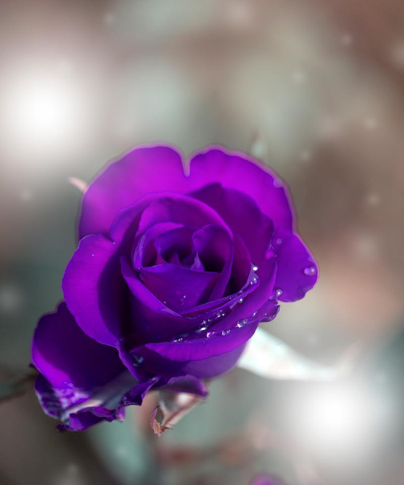 比翼花的花语有何寓意？寻找象征爱情的花朵？