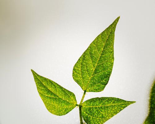 大叶子植物的花语有何寓意？大叶子象征着什么？