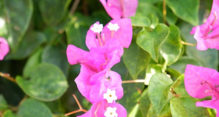大叶子植物的花语有何寓意？大叶子象征着什么？
