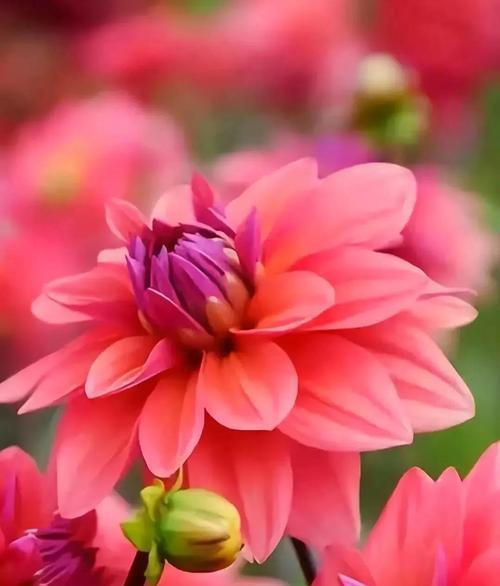 红绒花的花语含义是什么？代表了什么情感？