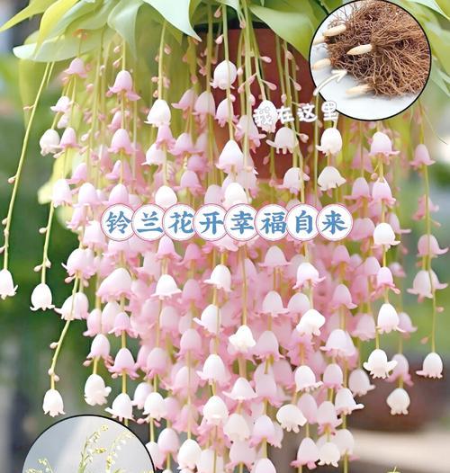春天的花语有哪些正面的描写？它们各自象征着什么？