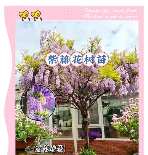 春天的花语有哪些正面的描写？它们各自象征着什么？