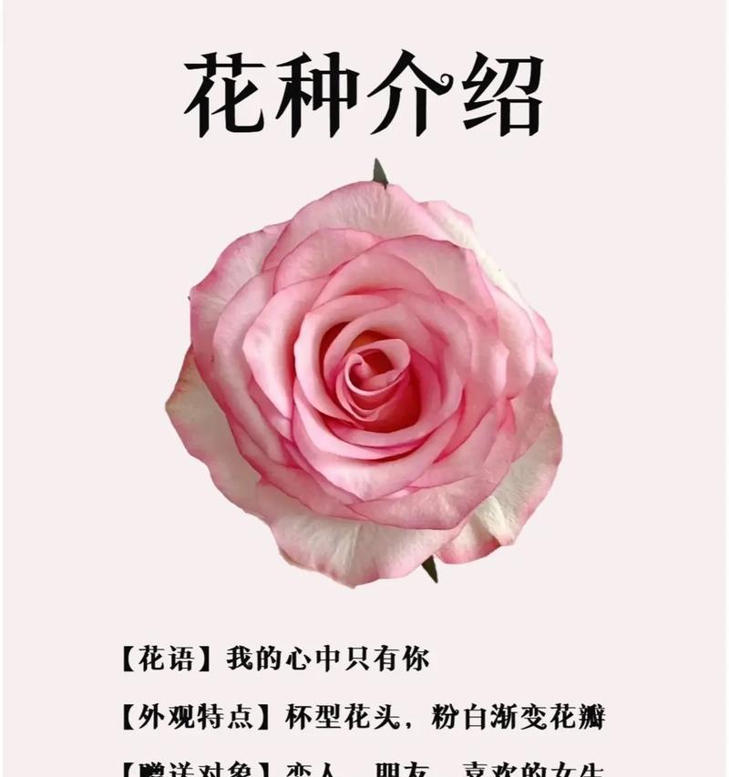 做玫瑰的花语有何含义？它代表了哪种情感？