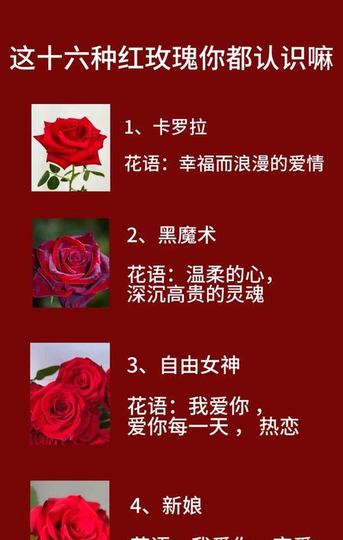 做玫瑰的花语有何含义？它代表了哪种情感？