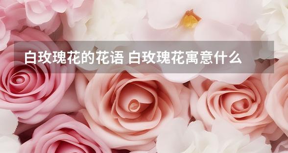 白玫瑰的花语为何吸引你？