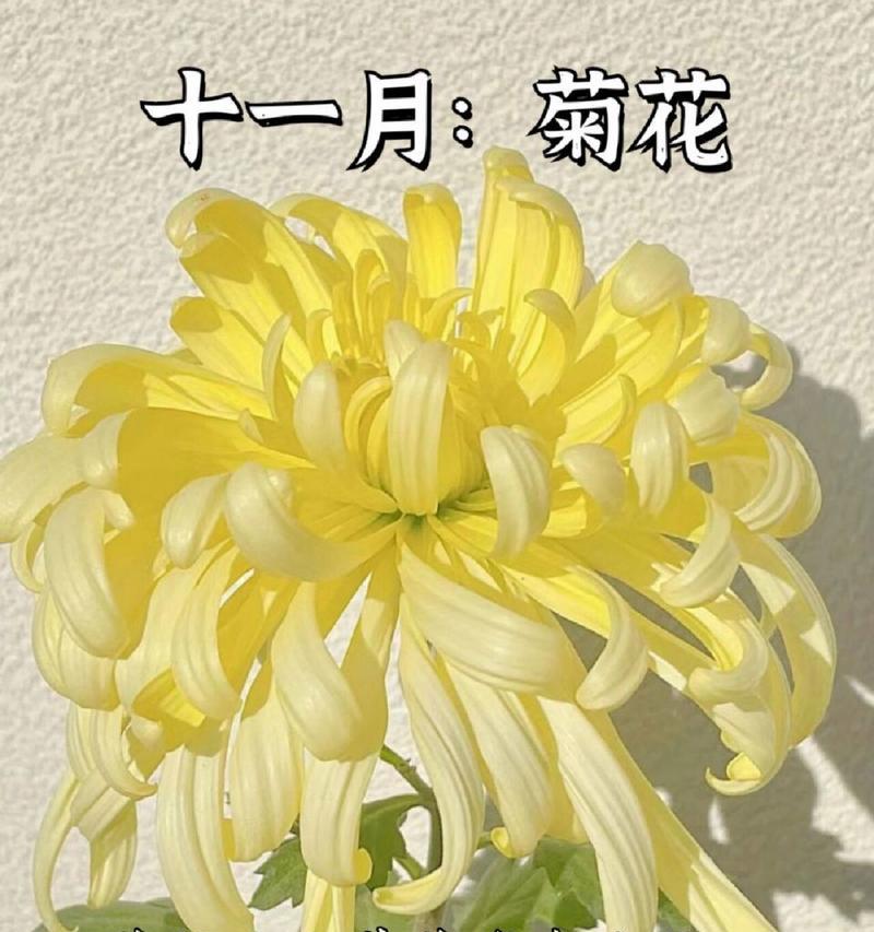 十二月十三日的生日花语是什么？
