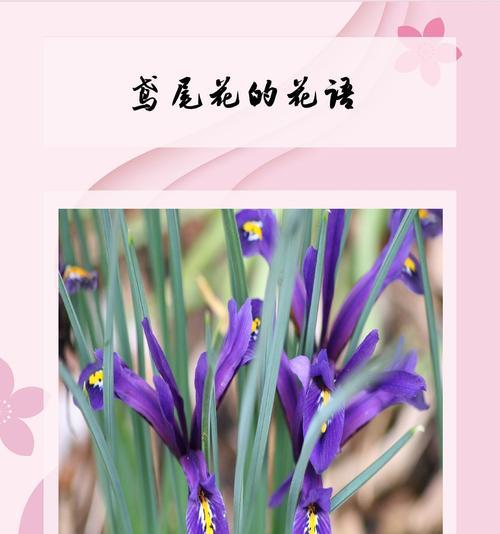 代表爱情喜欢的花语是什么?哪种花代表爱情的喜欢?