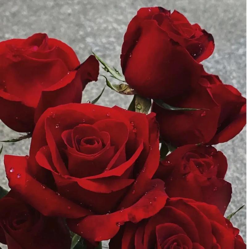 代表爱情喜欢的花语是什么？哪种花代表爱情的喜欢？