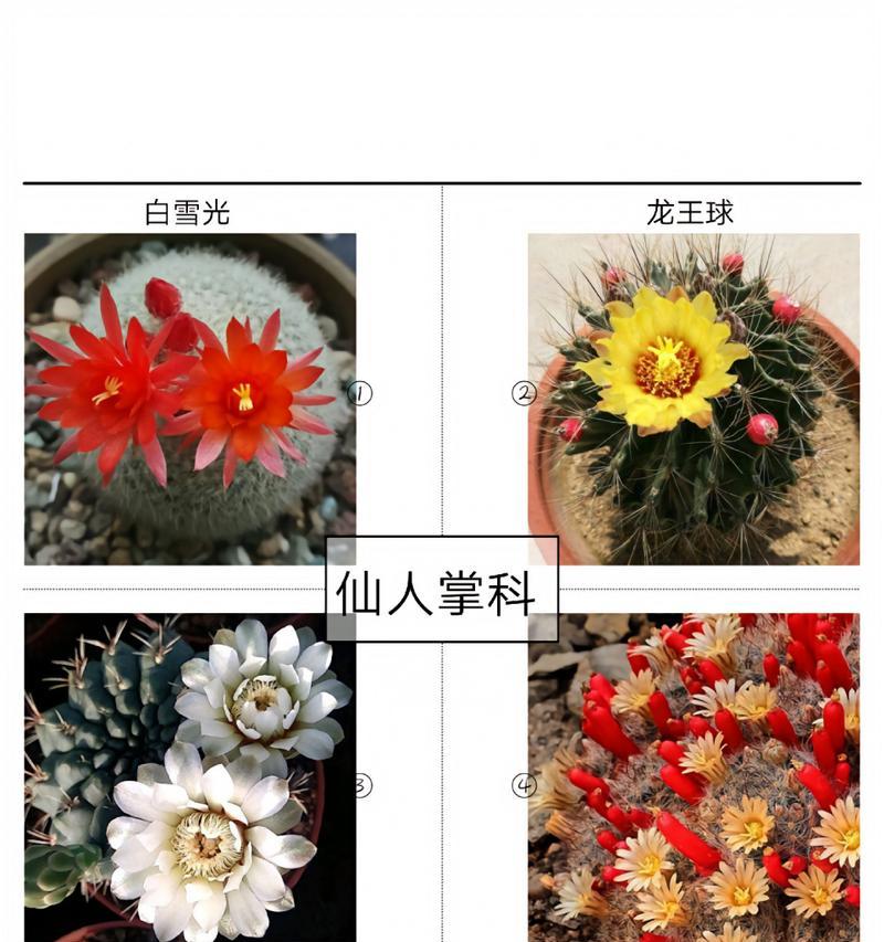 仙人掌的花语是什么？如何用诗词表达？