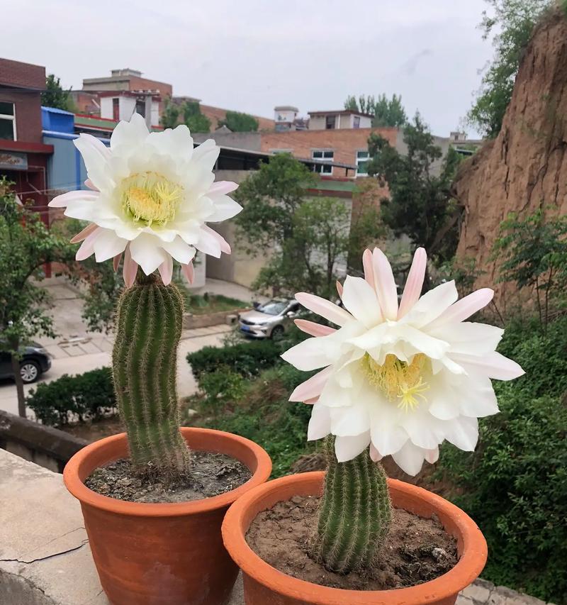 仙人掌的花语是什么？如何用诗词表达？