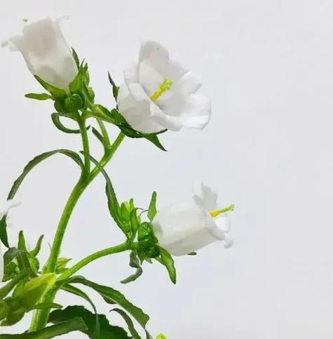 蔷薇之恋代表的花语有哪些？