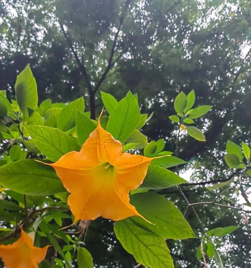 蔷薇之恋代表的花语有哪些？