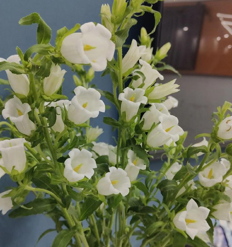 风铃花绿色的花语及寓意有何含义？风铃花绿色代表什么？