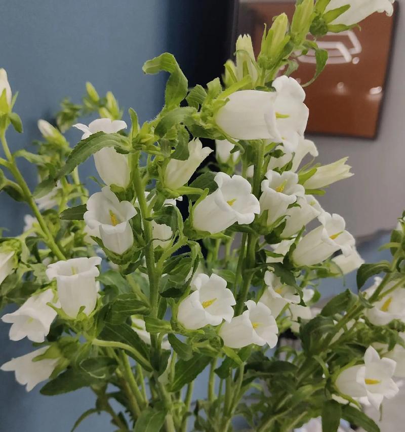 风铃花绿色的花语及寓意有何含义？风铃花绿色代表什么？