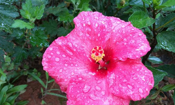 碧色菜的花语是什么意思?为什么说碧色菜花语是算球?