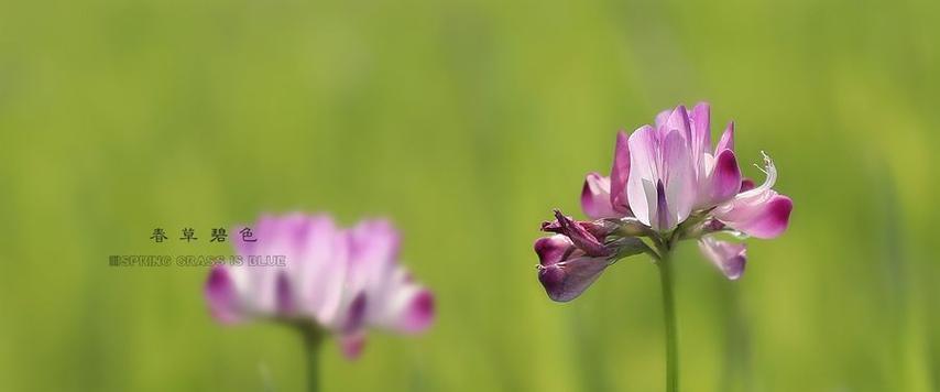 碧色菜的花语是什么意思？为什么说碧色菜花语是算球？