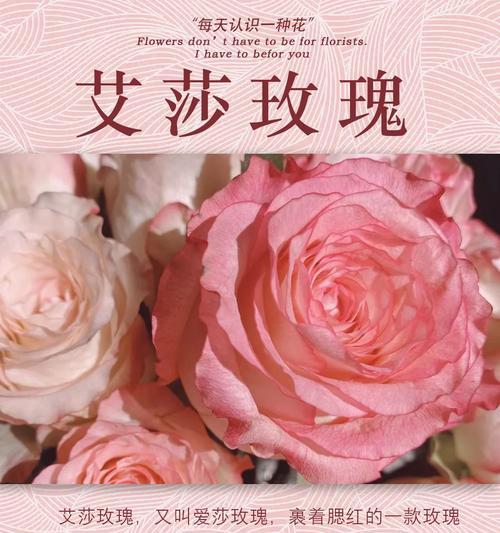 艾莎玫瑰有何特殊含义？它的花语是什么？