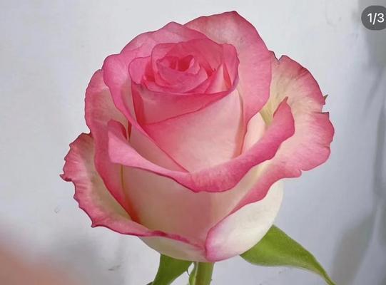 艾莎玫瑰有何特殊含义？它的花语是什么？