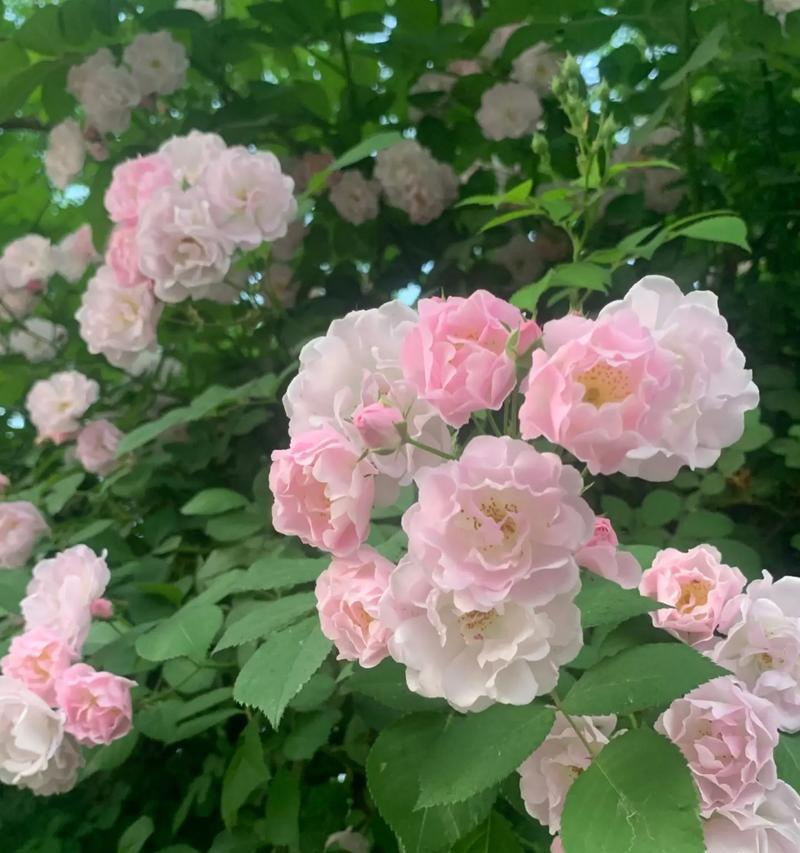 蔷薇花的两种花语分别是什么？