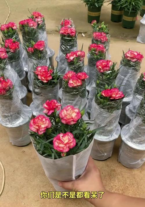 水蜜桃康乃馨花语寓意是什么？