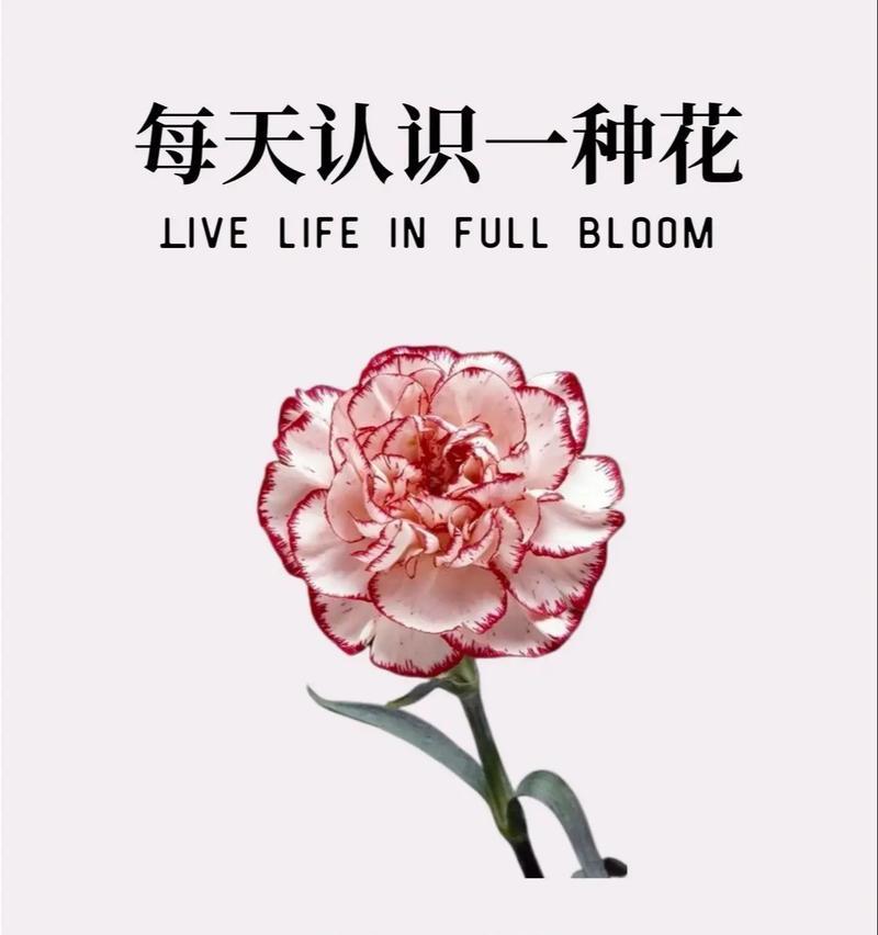 水蜜桃康乃馨花语寓意是什么？