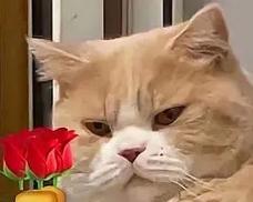 表情包送玫瑰花代表什么？在数字时代，玫瑰花表情包的含义是什么？