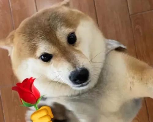 表情包送玫瑰花代表什么？在数字时代，玫瑰花表情包的含义是什么？