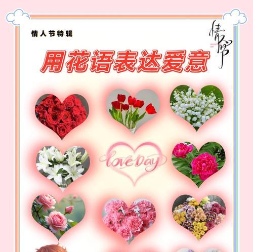 芙蓉花语代表什么？在送花时如何正确表达？