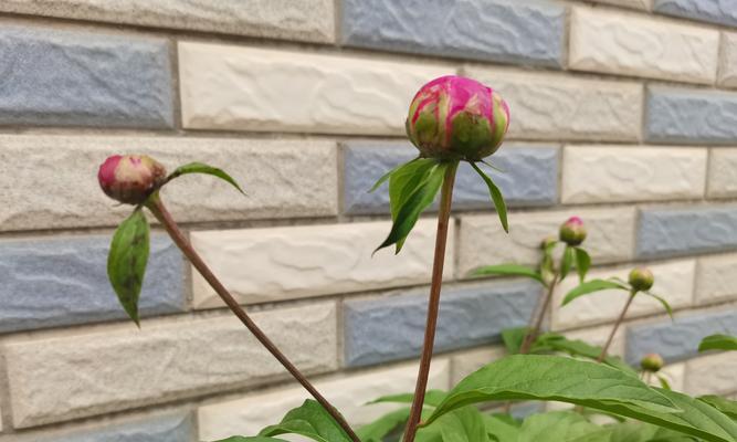 什么花语不浪漫呢？有哪些花语是出乎意料的？