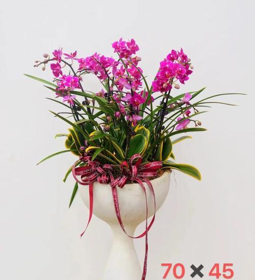 送给仙女们应该选择哪种花？花语又该如何表达？