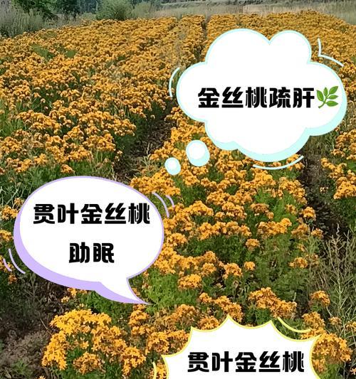 金丝桃的花语有哪些？