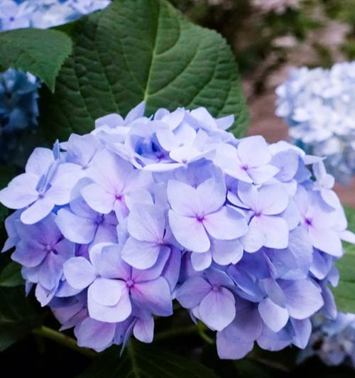 哪种花的花语代表着温暖？温暖的花语有哪些？