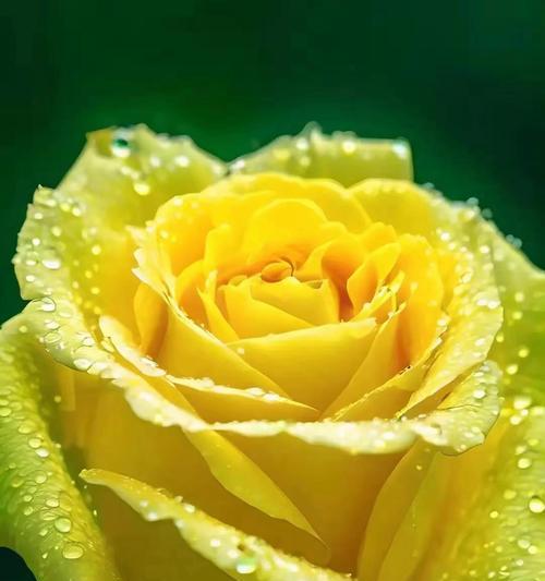 哪种花的花语代表着温暖？温暖的花语有哪些？