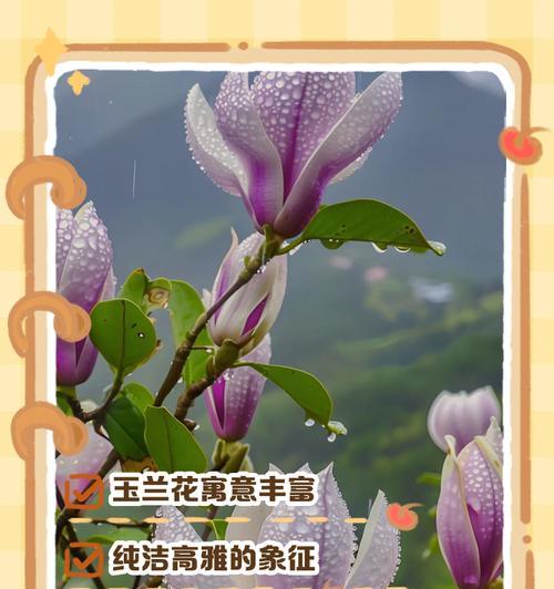 女孩送花给男生有何深层含义？