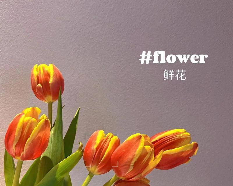 郁金香与剑兰的花语有何不同？