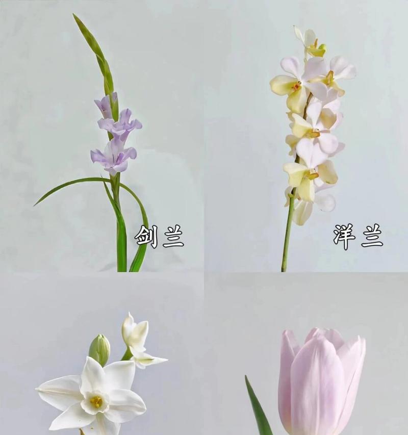 郁金香与剑兰的花语有何不同？