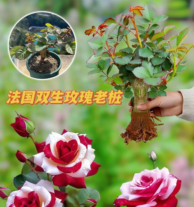 表白玫瑰花含义是什么？玫瑰花在表白中的花语是什么？