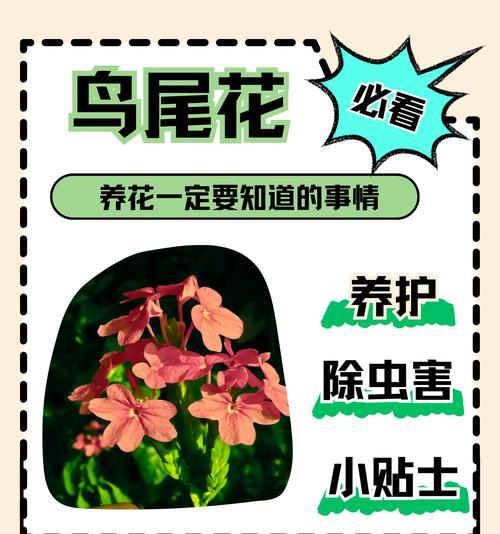 鸟香花语下一句是什么？完整的鸟香花语表达什么？