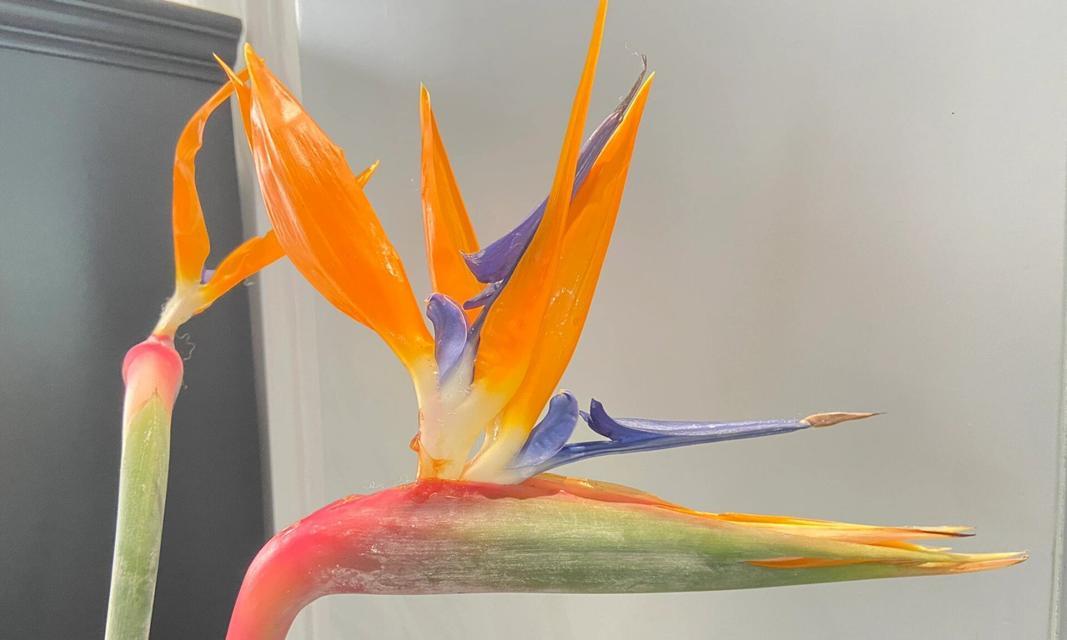 鸟香花语下一句是什么？完整的鸟香花语表达什么？