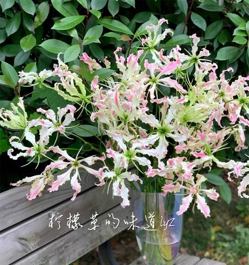 柠檬草的花语寓意是什么？它传达了怎样的情感？
