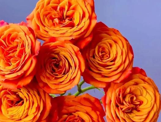 三朵橙色玫瑰花传递了哪些信息？