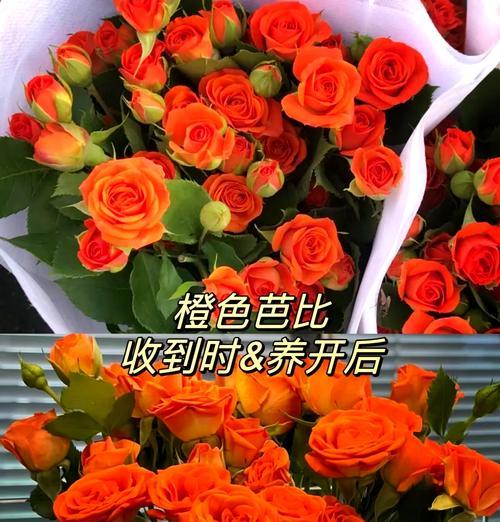 三朵橙色玫瑰花传递了哪些信息？