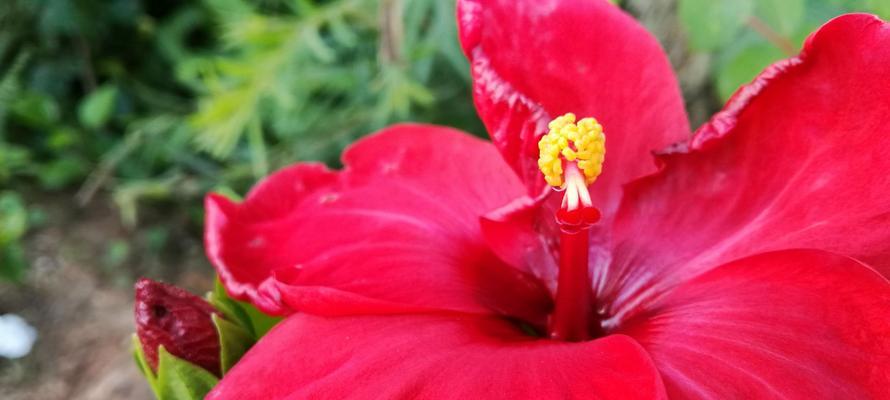 折木花的花语有何深意？折木花在花语中代表什么？