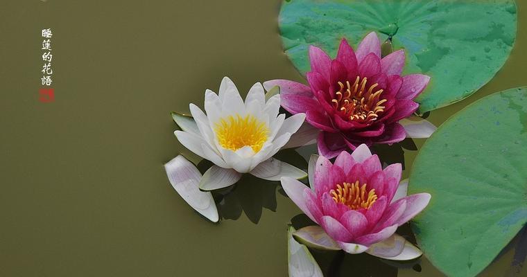 折木花的花语有何深意？折木花在花语中代表什么？