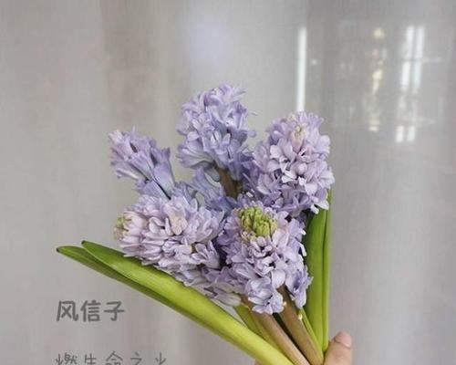 网络用语中的“诱惑花语”是什么意思？