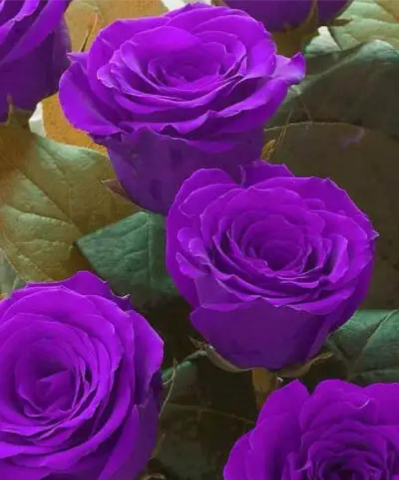 紫色玫瑰花送人有何寓意？紫色玫瑰代表了什么？