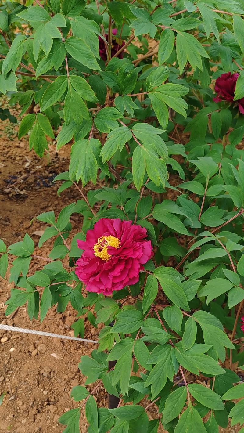牡丹花与月亮结合的寓意是什么？这种组合有何特殊含义？