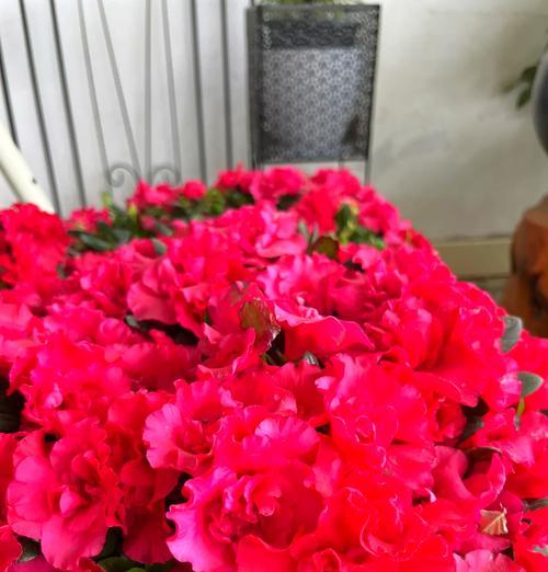 杏树花的寓意和花语是什么？这种花象征了什么？