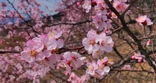 杏树花的寓意和花语是什么？这种花象征了什么？